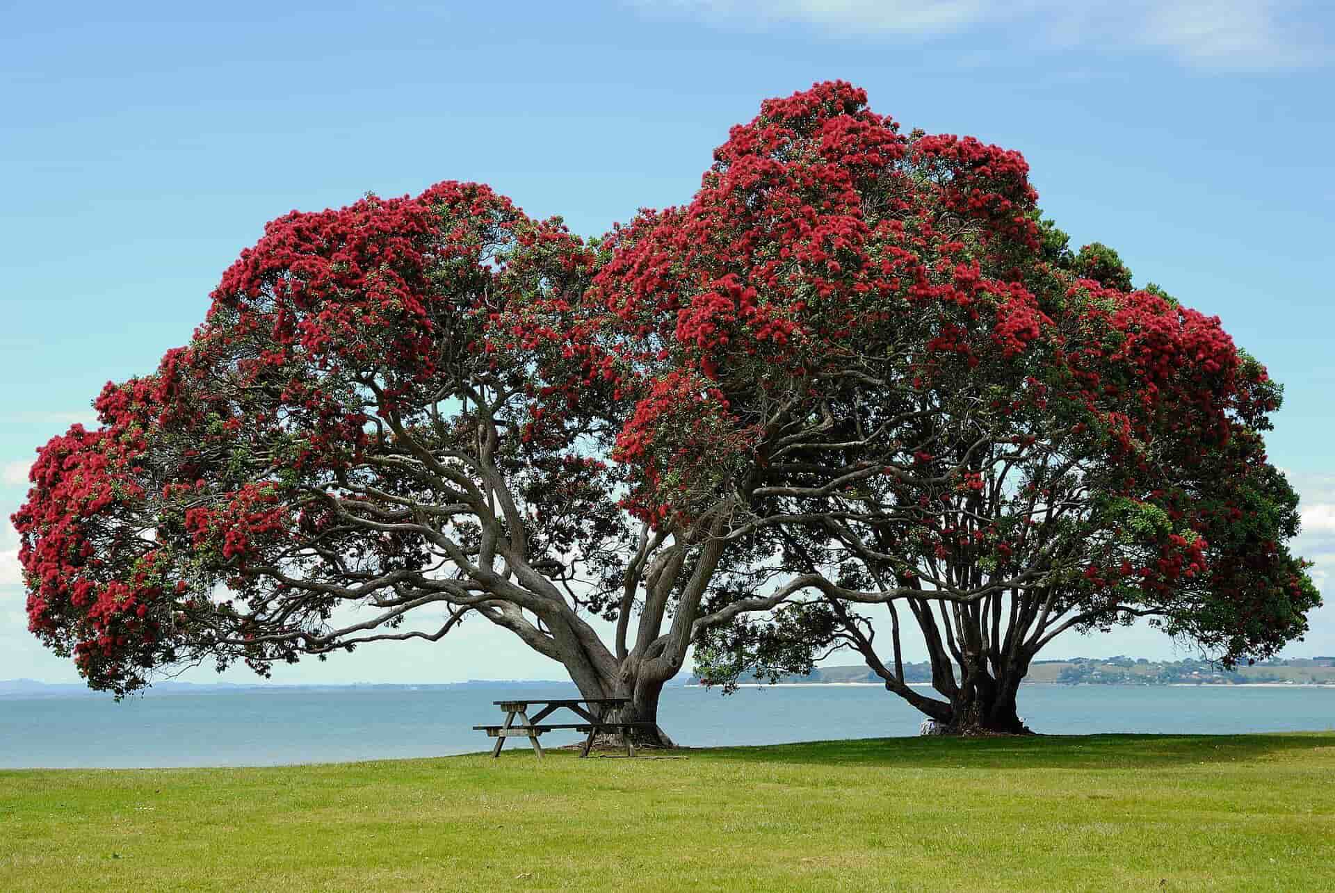 Metrosidero o Pohutukawa